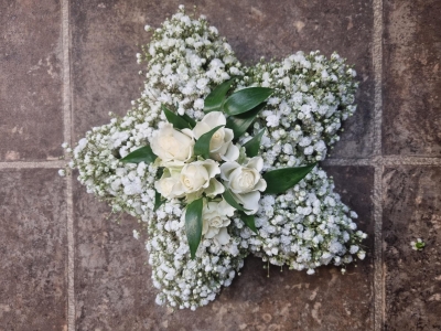 Gypsophila Star