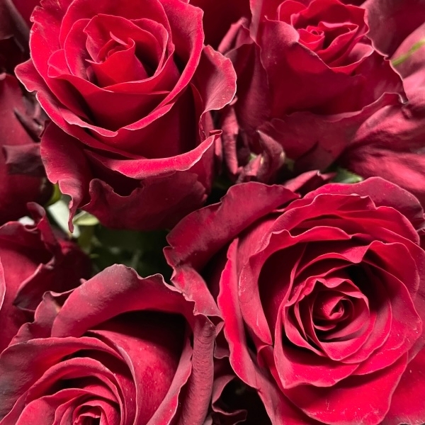 100 Red Rose hand tied bouquet