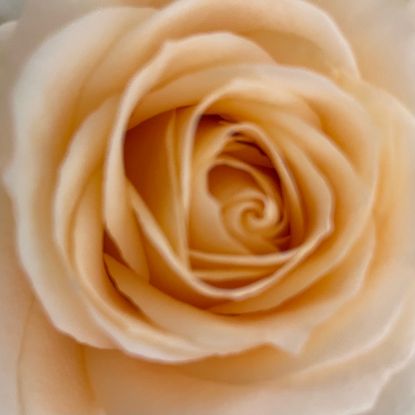 Pastel tear drop spray