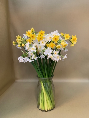 Simply wrapped Narcissi