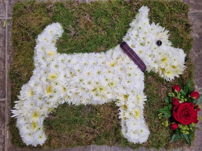 West Highland White Terrier