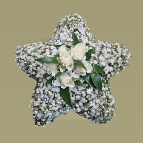 Gypsophila Star 1