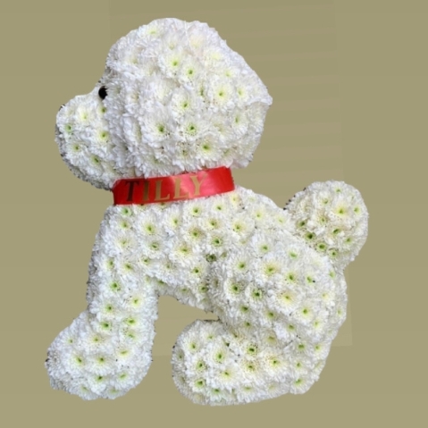 Bichon Frise Dog