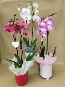Orchid plant in ceramic container