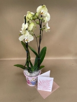 Mothers Day Orchid