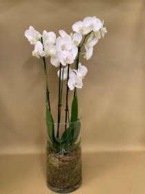 orchid in a glass vase