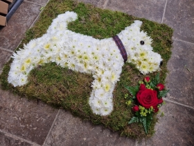 West Highland White Terrier