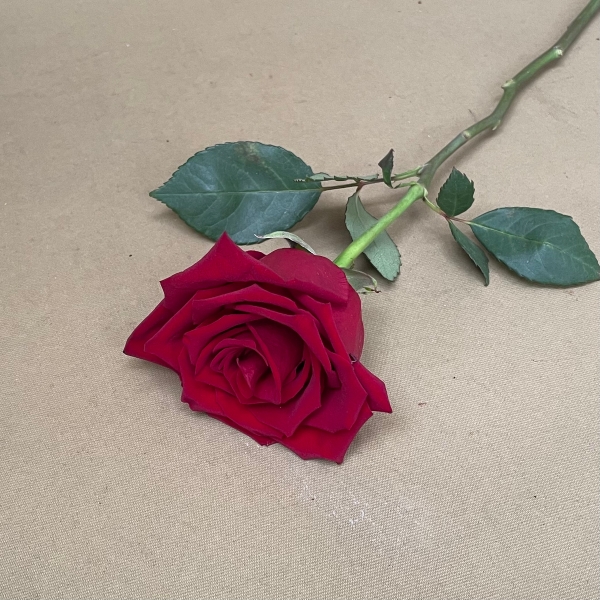 Simple rose