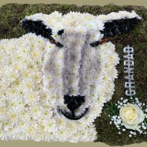 sheep